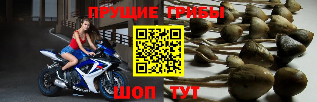Галлюциногенные грибы Cubensis  Вход с VPN  Светлоград 